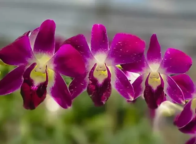 Dendrobium Sonia 'Red' (Dendrobium)