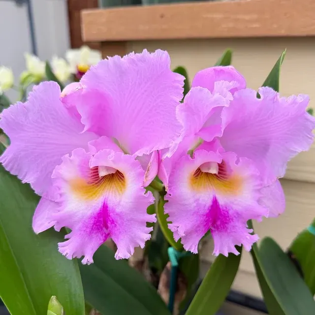 Rhyncholaeliocattleya Volcano Feeling - Buds 'Volcano Queen'