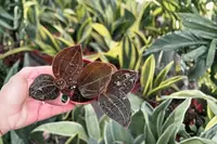 2 Ludochilus 'Sea Turtle' Jewel Orchid Starter Plants – Bare Root Live Plants