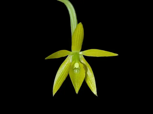 Epidendrum marsupiale (Epidendrum)