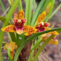 Fragrant! Orchid Maxillaria Memoria Ben Berliner Live Mature PLant