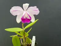 Cattleya intermedia flamea marginata ‘Faraldo’ - Blooming size