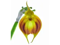 Masdevallia venus radiante