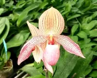 Paph. Pink Bandit 'East River' SM/JOGA-JOS (Transvaal x delenatii)