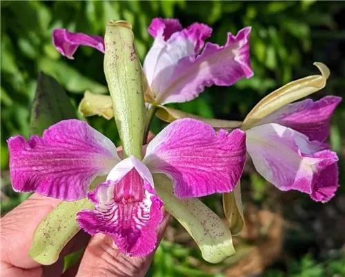 Cattleya Interglossa x Interceps (Cattleya)