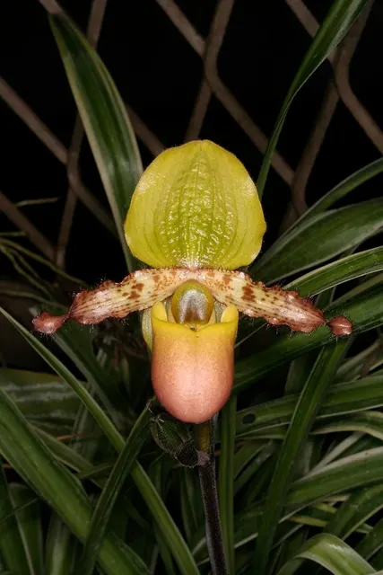 Paphiopedilum primulinum 'purpurascens' (Paphiopedilum)