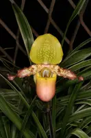 Paphiopedilum primulinum purpurascens