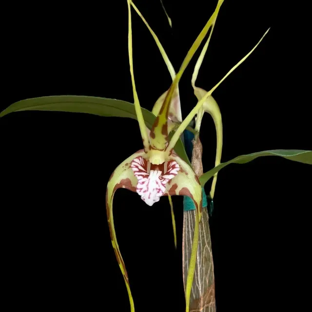 Dendrobium tetragonum x sibling
