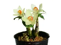 Dendrobium Papuatu f. alba