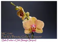 Phal. KV Beauty 'Golden Treasure , Note: in buds to blooming as 8/11/2026 ' (Salu Peoker x Chih Shang's Stripes)