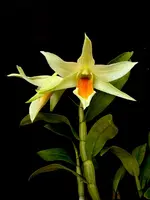 Dendrobium Millenium Dawn