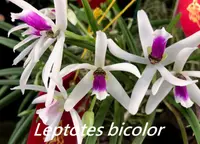 Lpts. bicolor (CLTB) (Leptotes - - bicolor ) Lpts.=Leptotes