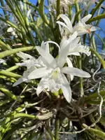 Laelia lundii alba ‘Spitskop’ x self