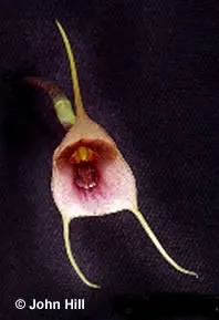 Dracula venosa (Dracula)