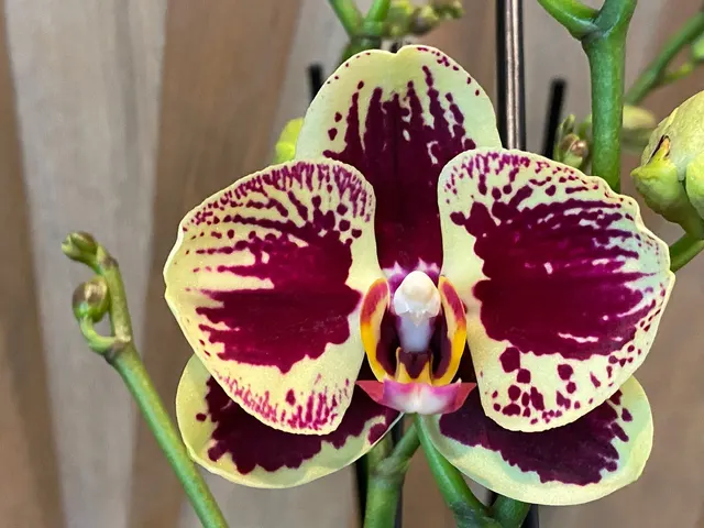 Phalaenopsis I-Hsin Garfield