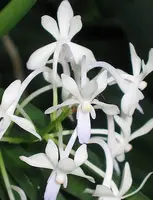 Vanda falcata (syn. Neofinetia falcata)