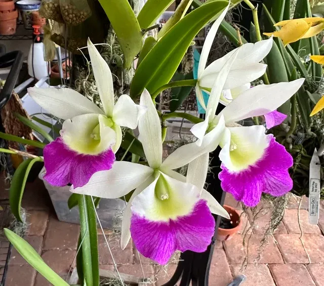 Brassocattleya Windward Flare (Brassocattleya)