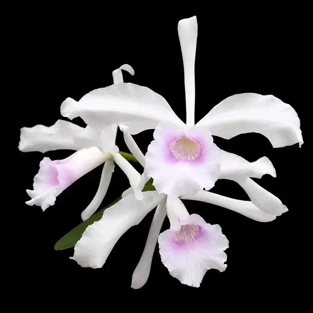 Cattleya purpurata 'delicata'