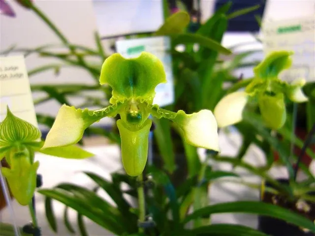 Paphiopedilum esquirolei alba 'Big Plant' (Paphiopedilum)