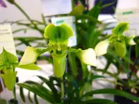 Paphiopedilum esquirolei alba "Big Plant"