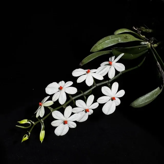 Aerangis citrata × luteo-alba (Aerangis)