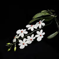 Aerangis citrata × Aerangis luteo-alba