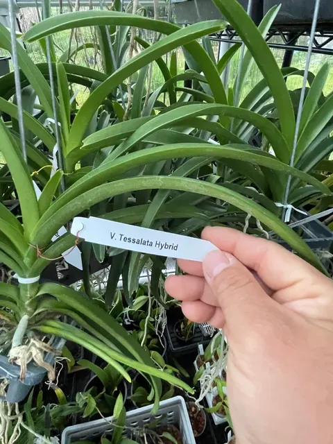 Vanda tessalata (Vanda)