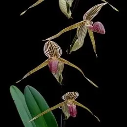 Paphiopedilum Bell Royal (Paphiopedilum)