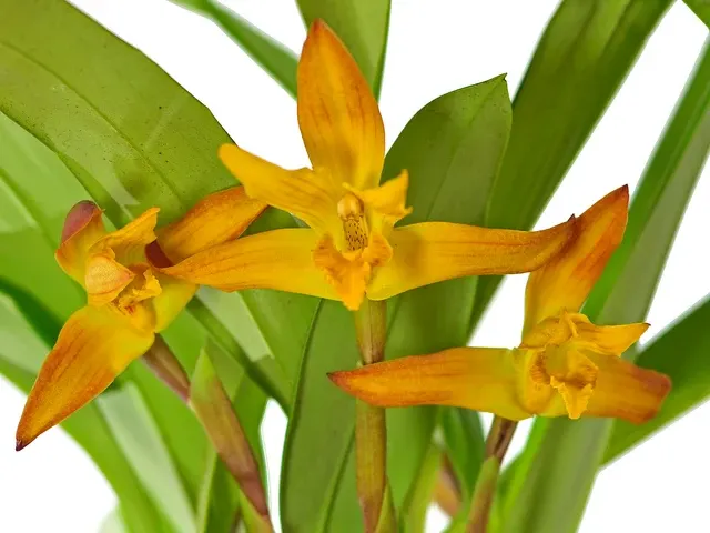 Maxillaria Yolanda Kakabadse (Maxillaria)