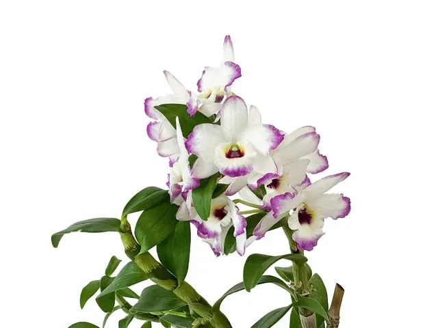 Dendrobium x (Dendrobium)