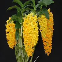 Dendrobium densiflorum Thai sp.