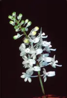 Seidenfadenia [Aerides] mitrata v. alba
