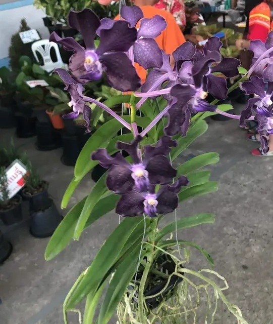 Vanda Pakchong Blue x Vanda tessellata (Vanda)