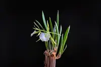 Brassavola Nodosa Orchid in 8" Clay Pot - Beautiful White Flowers, Easy Care Orchid (Brassavola nodosa) for Home Garden