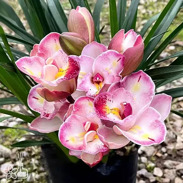 Cymbidium Xianglan Pink Butterfly 'No.17' (Cymbidium)
