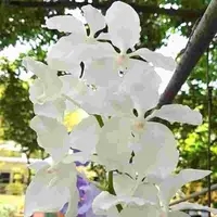 Vanda coerulea alba