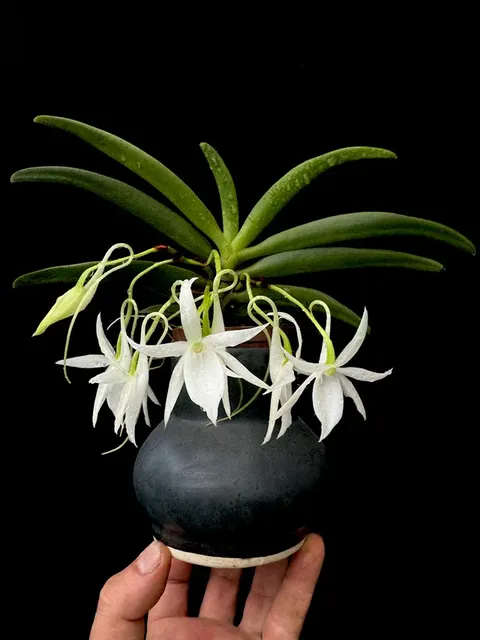 Angraecum Kruger Stars (Angraecum)