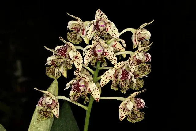 Dendrobium tapiniense (Dendrobium)