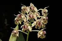 Dendrobium tapiniense