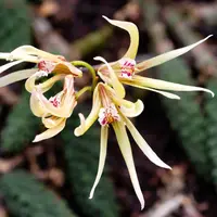 Dendrobium cucumerinum