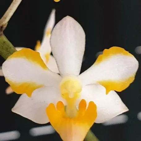 Vandaenopsis Pulcherrimin (Vandaenopsis)