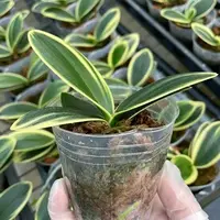 Phalaenopsis Sogo Vivien 'SOGO F858' (variegata peloric) variegated 2.5" — Planted In Moss (Premium Variegation)