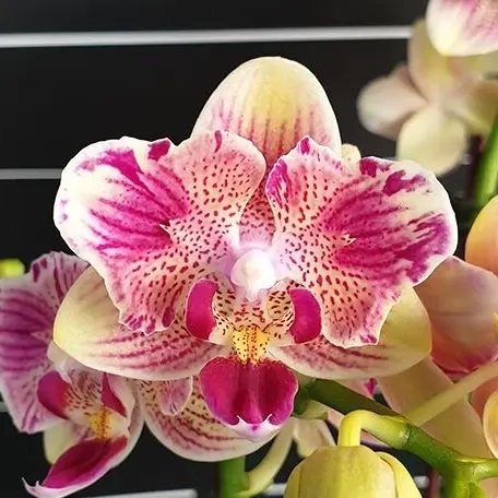 Phalaenopsis Miki Flowery Girl