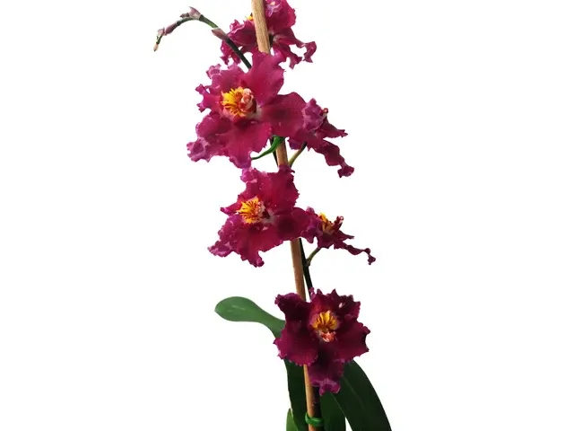 Oncidium Gualaceo Spring (Oncidium)