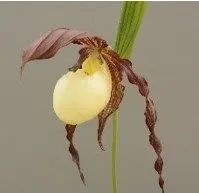 Cypripedium kentuckiense (Cypripedium)