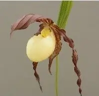 Cypripedium kentuckiense