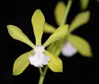 E. tampensis var. alba x self (ENTA) (- Encyclia ) E.=Encyclia