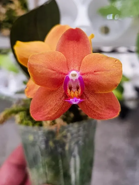 Phalaenopsis Yung Go Orange