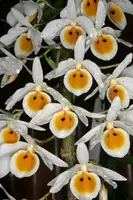 Dendrobium bensoniae