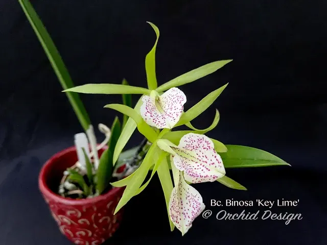 Brassocattleya Binosa 'Key Lime'